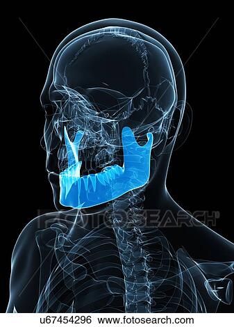 Stock Illustration - Lower jaw bone, artwork. Fotosearch