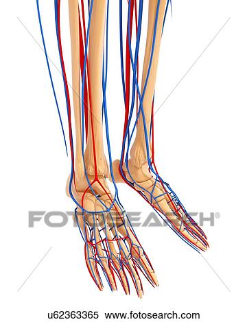 Lower leg anatomy, artwork View Large Illustration Stock Illustration - Lower leg anatomy, artwork. Fotosearch