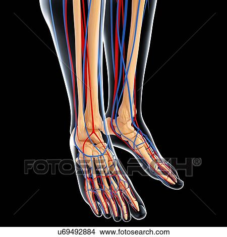 Lower leg anatomy, artwork View Large Illustration Stock Illustration - Lower leg anatomy, artwork. Fotosearch