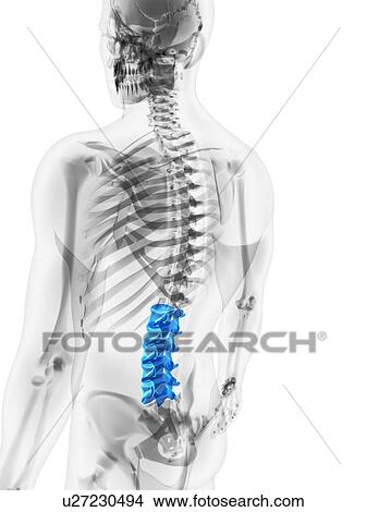 Lower spine, artwork View Large Illustration Stock Illustration - Lower spine, artwork. Fotosearch