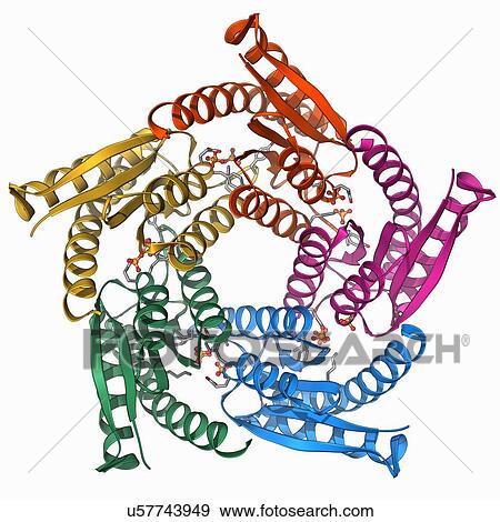 Lumazine synthase molecule View Large Illustration Stock Illustration - Lumazine synthase molecule. Fotosearch