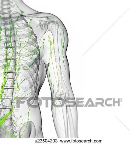 Lymphatic system, artwork View Large Illustration Drawing - Lymphatic system, artwork. Fotosearch