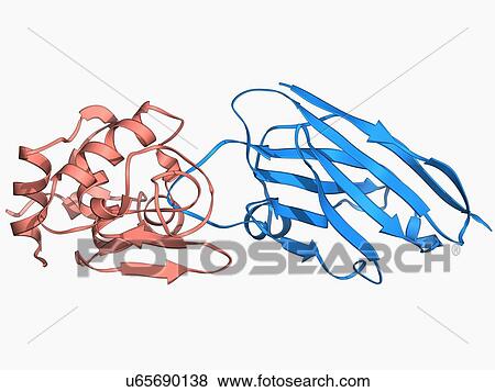 Stock Illustration - Lysozyme complexed with antibody. Fotosearch