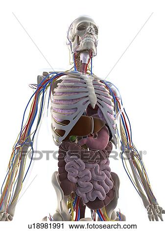 Male anatomy, artwork View Large Illustration Clip Art - Male anatomy, artwork. Fotosearch