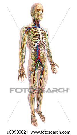 Male anatomy, artwork View Large Illustration Clip Art - Male anatomy, artwork. Fotosearch