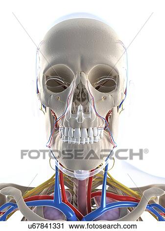 Male anatomy, artwork View Large Illustration Clip Art - Male anatomy, artwork. Fotosearch
