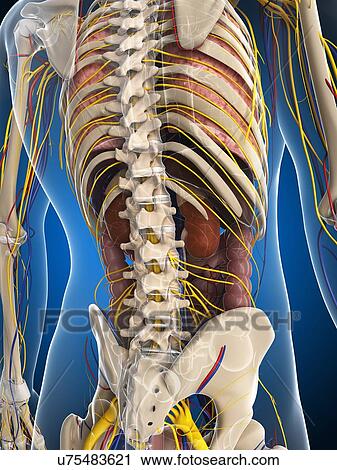 Clip Art - Male anatomy, artwork. Fotosearch