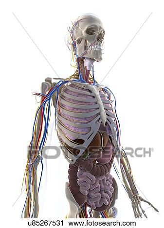 Clip Art - Male anatomy, artwork. Fotosearch