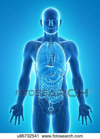 Male anatomy, artwork View Large Illustration Clip Art - Male anatomy, artwork. Fotosearch