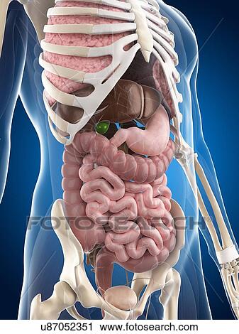 Male anatomy, artwork View Large Illustration Clip Art - Male anatomy, artwork. Fotosearch