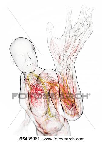 Male anatomy, artwork View Large Illustration Clip Art - Male anatomy, artwork. Fotosearch