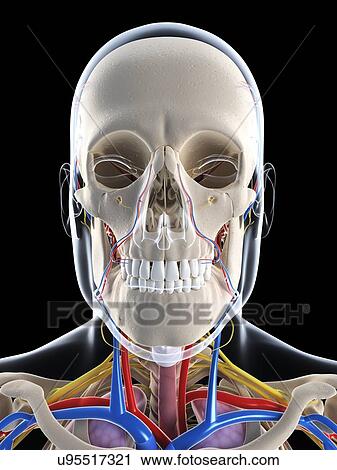 Male anatomy, artwork View Large Illustration Clip Art - Male anatomy, artwork. Fotosearch