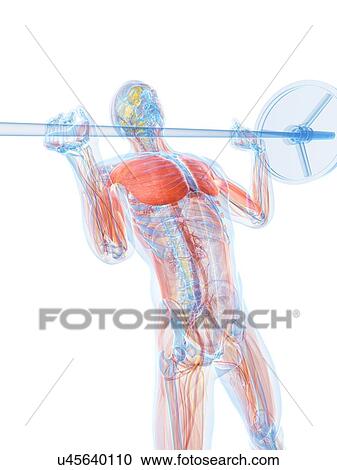 Male anatomy, artwork View Large Illustration Clipart - Male anatomy, artwork. Fotosearch