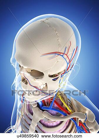 Clipart - Male anatomy, artwork. Fotosearch