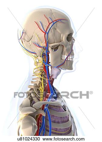 Clipart - Male anatomy, artwork. Fotosearch