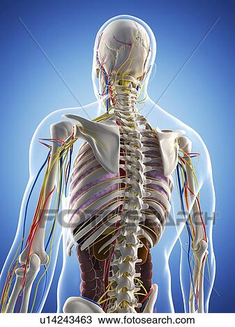 Male anatomy, artwork View Large Illustration Drawing - Male anatomy, artwork. Fotosearch