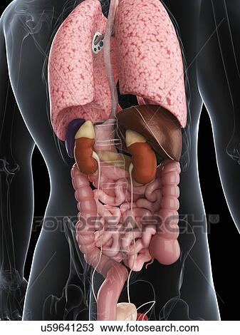 Male anatomy, artwork View Large Illustration Drawing - Male anatomy, artwork. Fotosearch