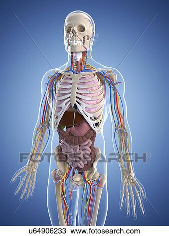 Male anatomy, artwork View Large Illustration Drawing - Male anatomy, artwork. Fotosearch