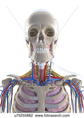 Male anatomy, artwork View Large Illustration Drawing - Male anatomy, artwork. Fotosearch