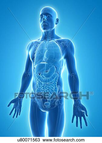 Drawing - Male anatomy, artwork. Fotosearch