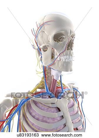 Drawing - Male anatomy, artwork. Fotosearch