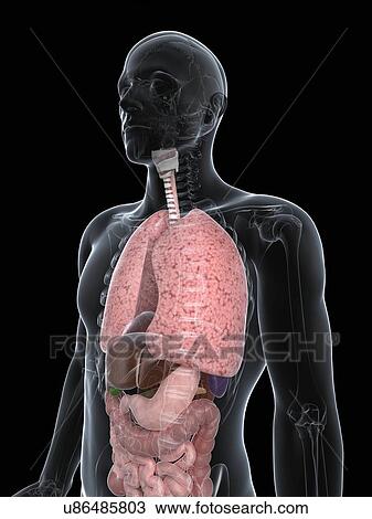 Drawing - Male anatomy, artwork. Fotosearch