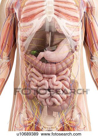 Stock Illustration - Male anatomy, artwork. Fotosearch