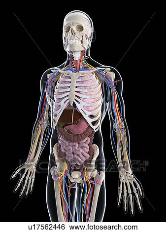 Male anatomy, artwork View Large Illustration Stock Illustration - Male anatomy, artwork. Fotosearch