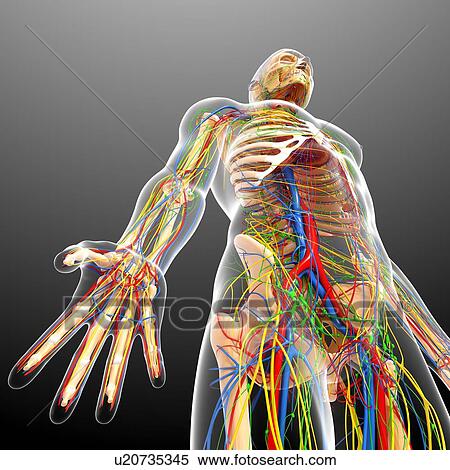 Male anatomy, artwork View Large Illustration Stock Illustration - Male anatomy, artwork. Fotosearch