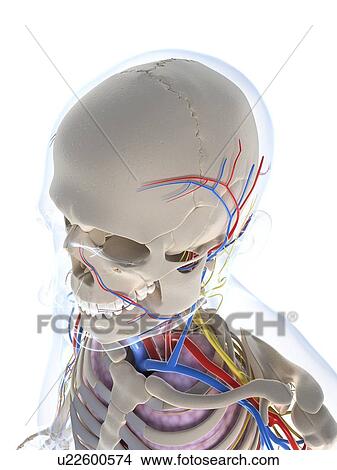 Male anatomy, artwork View Large Illustration Stock Illustration - Male anatomy, artwork. Fotosearch