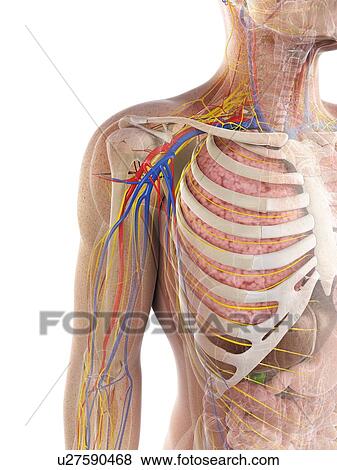 Stock Illustration - Male anatomy, artwork. Fotosearch