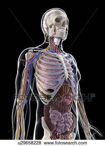 Stock Illustration - Male anatomy, artwork. Fotosearch