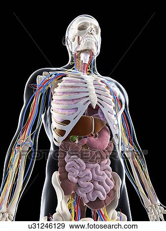 Male anatomy, artwork View Large Illustration Stock Illustration - Male anatomy, artwork. Fotosearch