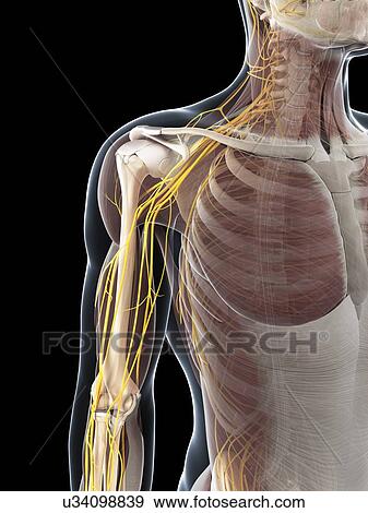Male anatomy, artwork View Large Illustration Stock Illustration - Male anatomy, artwork. Fotosearch