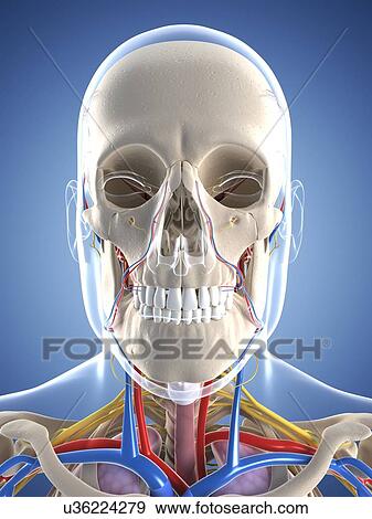 Male anatomy, artwork View Large Illustration Stock Illustration - Male anatomy, artwork. Fotosearch