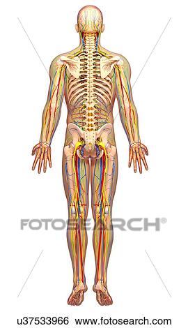 Stock Illustration - Male anatomy, artwork. Fotosearch