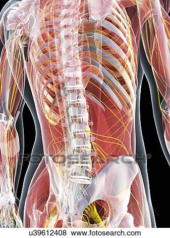 Male anatomy, artwork View Large Illustration Stock Illustration - Male anatomy, artwork. Fotosearch