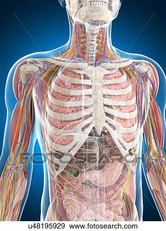 Male anatomy, artwork View Large Illustration Stock Illustration - Male anatomy, artwork. Fotosearch