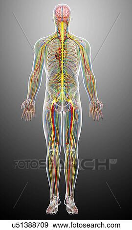 Stock Illustration - Male anatomy, artwork. Fotosearch