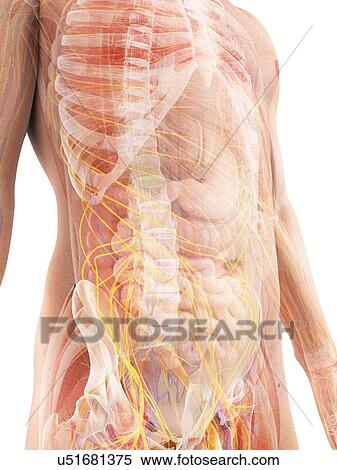 Male anatomy, artwork View Large Illustration Stock Illustration - Male anatomy, artwork. Fotosearch