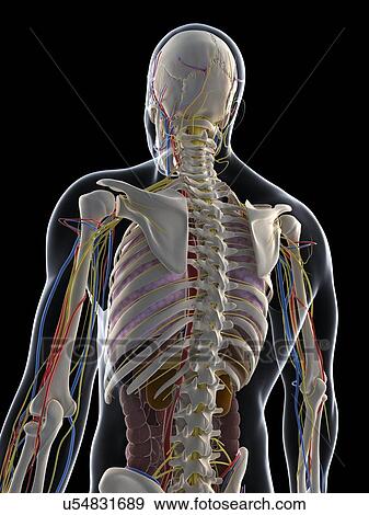 Male anatomy, artwork View Large Illustration Stock Illustration - Male anatomy, artwork. Fotosearch