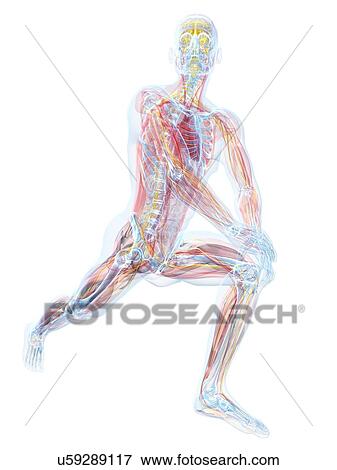 Stock Illustration - Male anatomy, artwork. Fotosearch