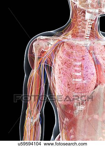 Male anatomy, artwork View Large Illustration Stock Illustration - Male anatomy, artwork. Fotosearch