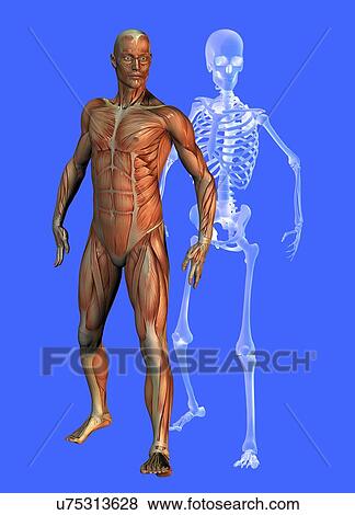 Stock Illustration - Male anatomy, artwork. Fotosearch