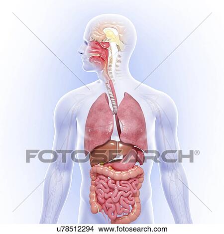 Male anatomy, artwork View Large Illustration Stock Illustration - Male anatomy, artwork. Fotosearch