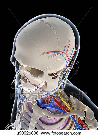 Male anatomy, artwork View Large Illustration Stock Illustration - Male anatomy, artwork. Fotosearch
