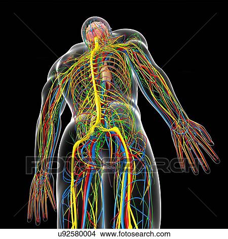Stock Illustration - Male anatomy, artwork. Fotosearch