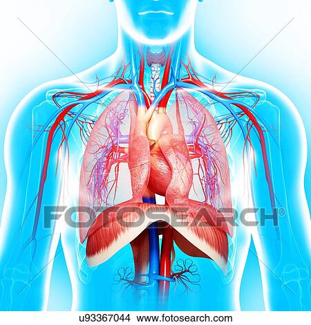 Male anatomy, artwork View Large Illustration Stock Illustration - Male anatomy, artwork. Fotosearch