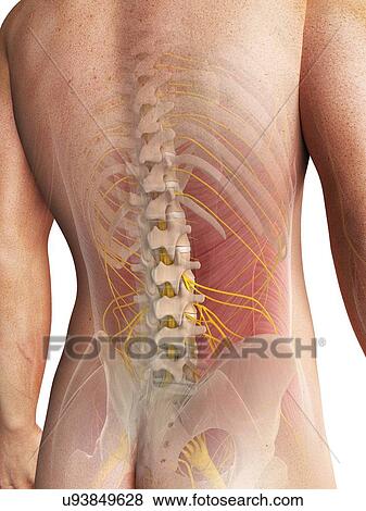 Male anatomy, artwork View Large Illustration Stock Illustration - Male anatomy, artwork. Fotosearch
