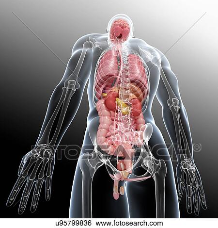 Stock Illustration - Male anatomy, artwork. Fotosearch